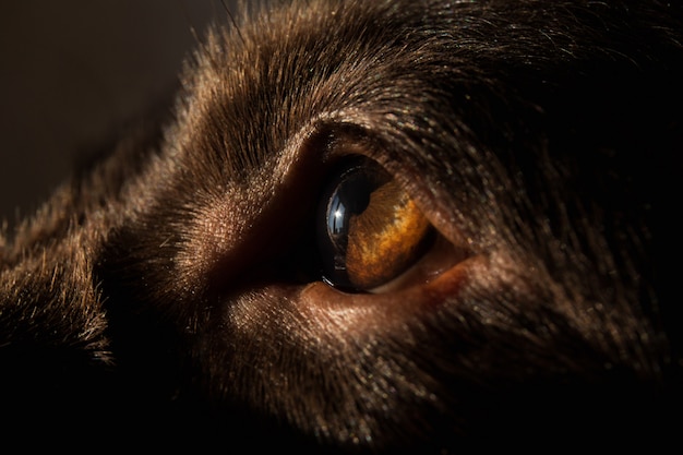 Sunlight in the eye of a dog