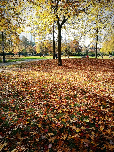 Foto la luce del sole che cade sulle foglie secche sulla vista del parco in autunno
