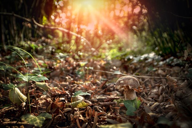 Photo sunlight falling on dry leaves on field