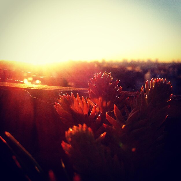 Photo sunlight falling on flowers blooming against sky