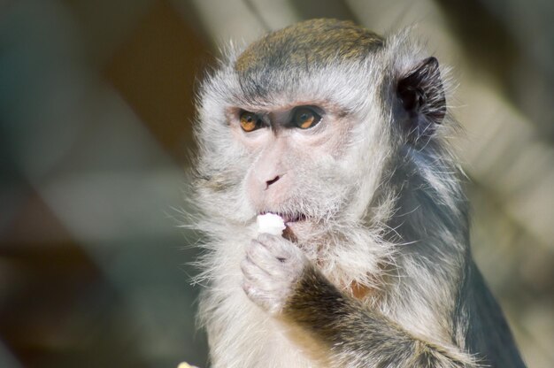 写真 太陽の光が落ちる猿は目をそらしながら食べ物を食べています
