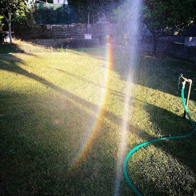 写真 芝生の草の上に落ちる日光