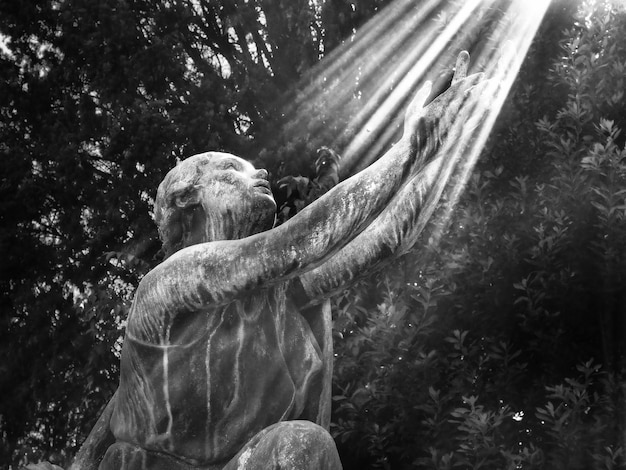 Photo sunlight falling on statue against trees