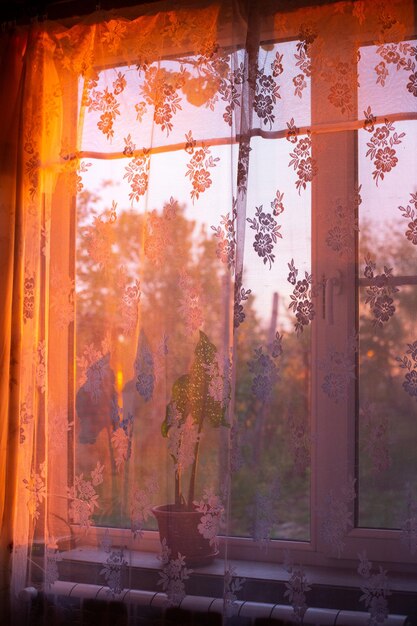 Sunlight falling through a window with a seethrough curtain with a flower in a pot on the windowsill on a spring evening at sunset