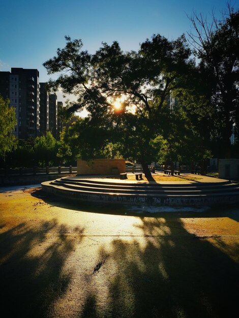 Foto la luce del sole che cade sugli alberi della città