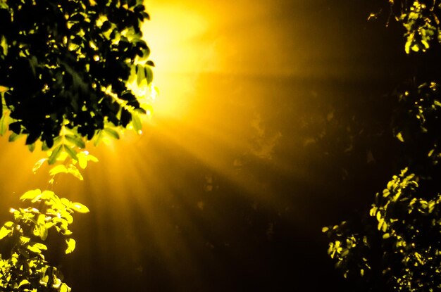 Photo sunlight falling on trees in forest