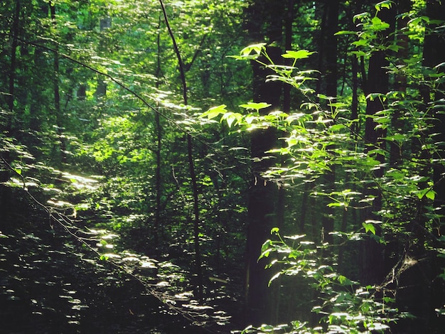 Photo sunlight falling on trees in forest