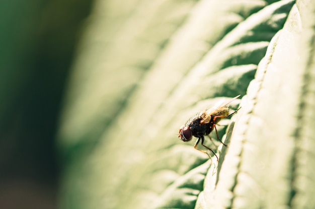 Sunlight falls on a fly that sits on a green leaf.