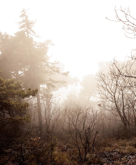 霧深い森に陽光が差し込む