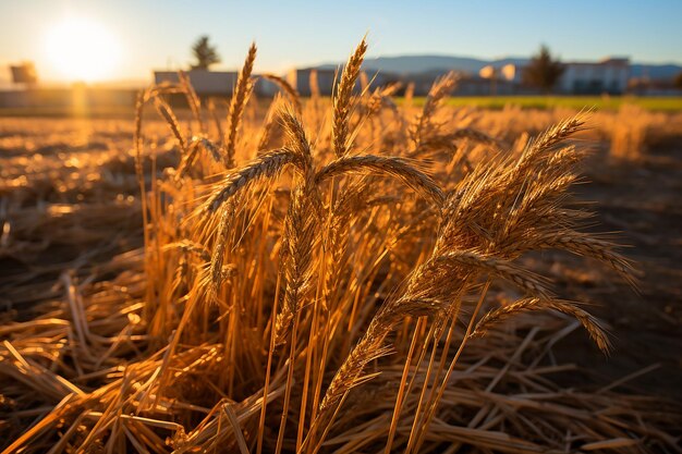 Sunlight Filtering Through Tall Stalks of Wheat