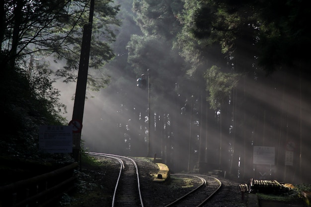 Foto luce del sole nella foresta sulla ferrovia in linea alishan, taiwan