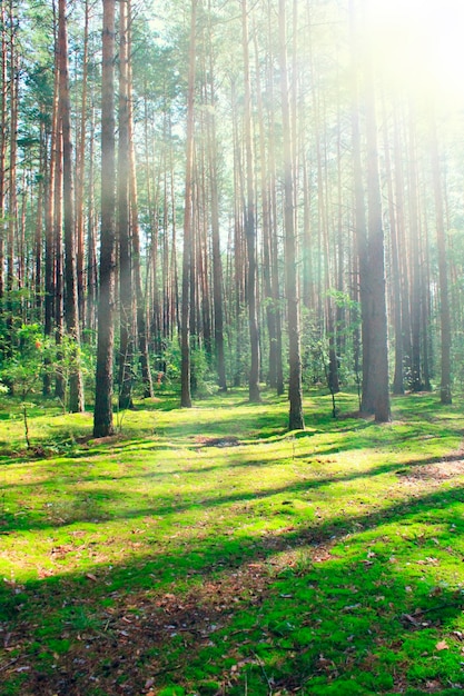 Sunlight from top in forest Summer wood Forest landscape Bright sun beams in dark forest Beautiful wood landscape