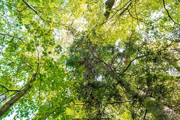 Sunlight goes through green forest Sunny Day.