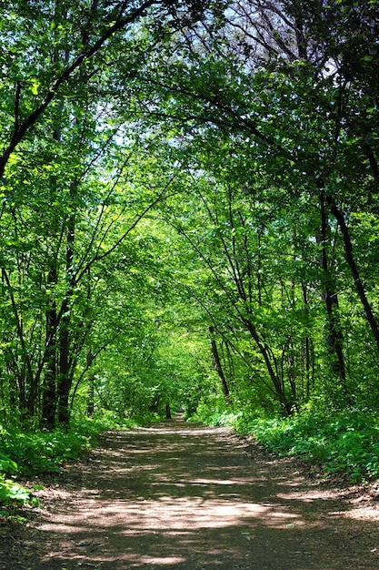 Sunlight in the green forest. Summer