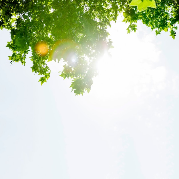 Luce solare sull'albero di acero verde contro il cielo