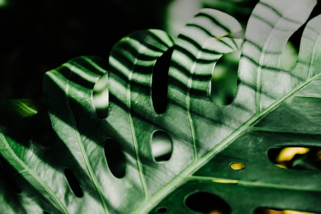 Sunlight over the green monstera leaf