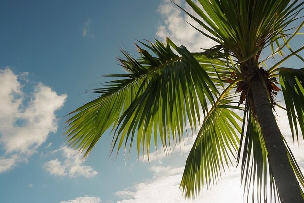 太陽の光が空の向こうの緑の棕葉の上を照らしている