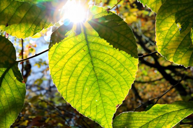 Sunlight leaves morning beautiful heart cheerful sunshine nature radiance joy tranquility