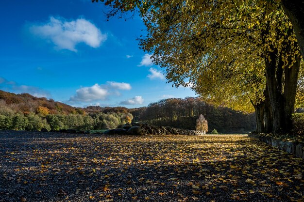 Sunlight in linden trees autumn in denmark