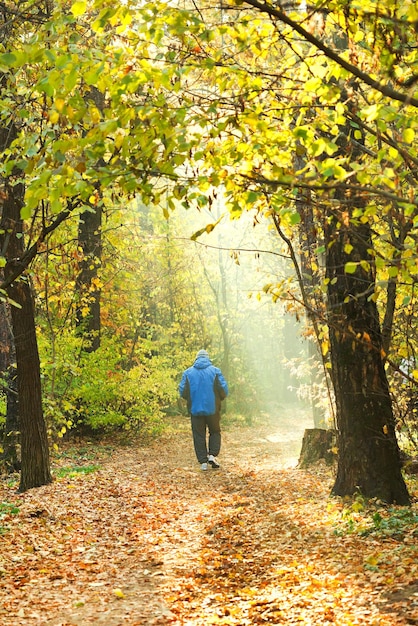 Sunlight lit path in autumn forest