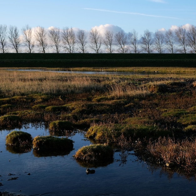 写真 オランダの海岸の近くの沼地の脆い草の上に太陽の光と美しい青い空と白い雲