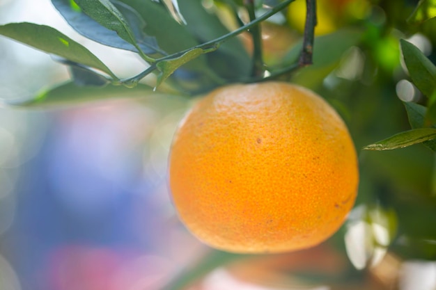 日光のオレンジの木の果樹園生い茂った黄色のオレンジ色の柑橘類