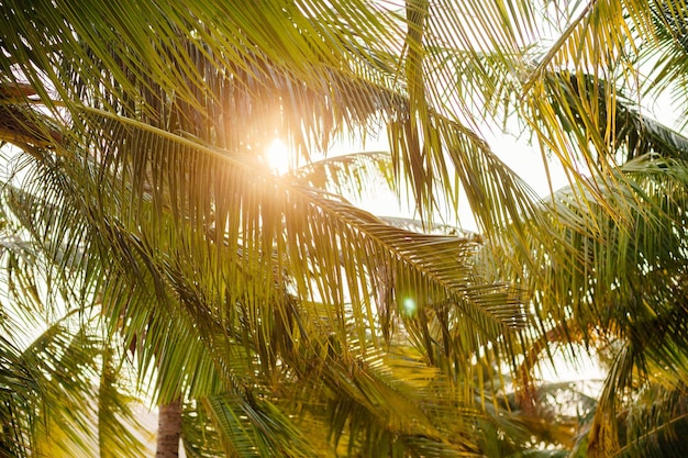 Sunlight and palm trees tropical. Sunset in tropics.