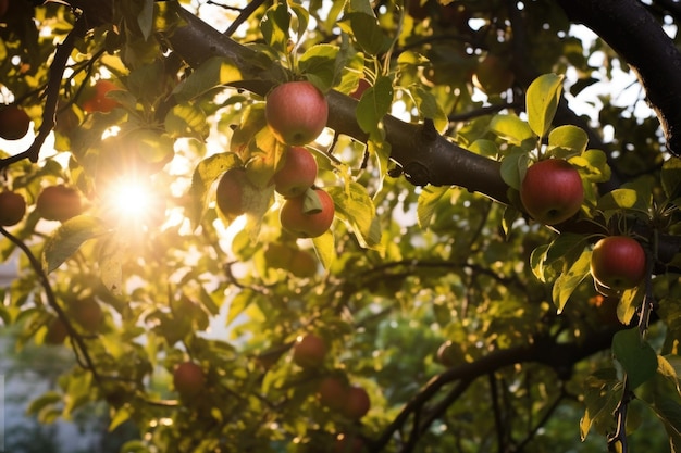 Sunlight peeking through apple tree branches illuminating apples
