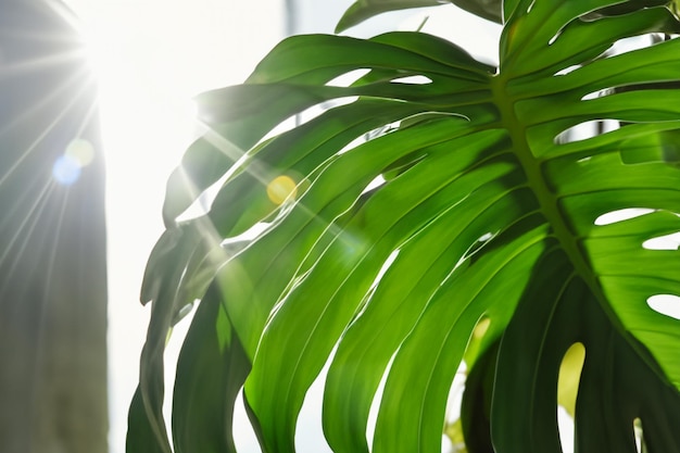 Sunlight penetrating the beautiful monstera leaves in the morning makes the heart cheerful