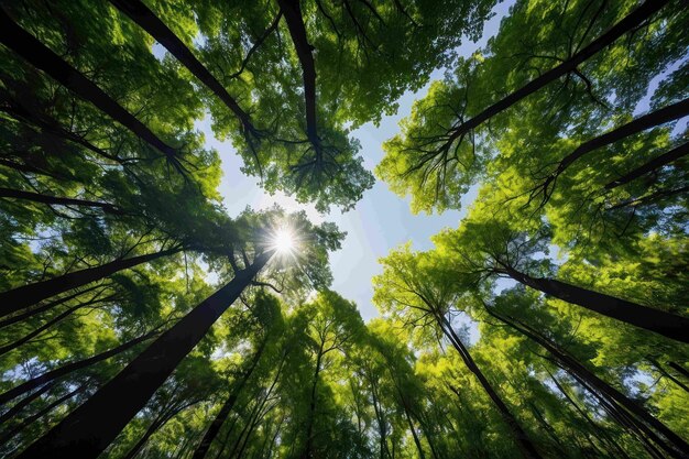 Sunlight piercing through a verdant forest scene