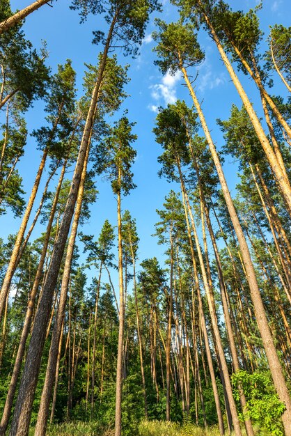 Photo sunlight in pine forest and blue cloudy sky