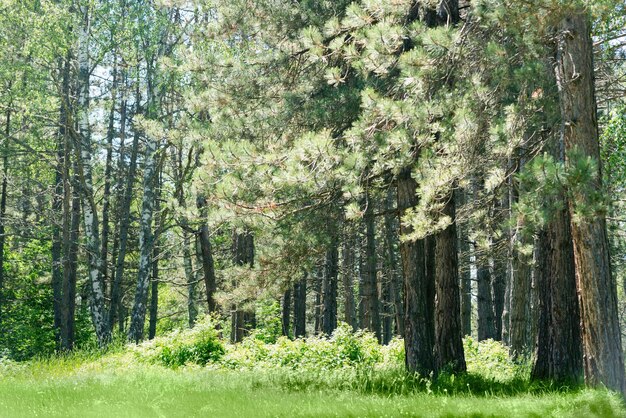 Sunlight in pine forest