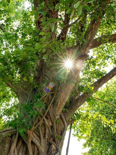 햇빛 광선은 반얀 나무의 녹색 잎, 숲의 큰 나무, 환경 및 생태 개념을 통해 빛납니다