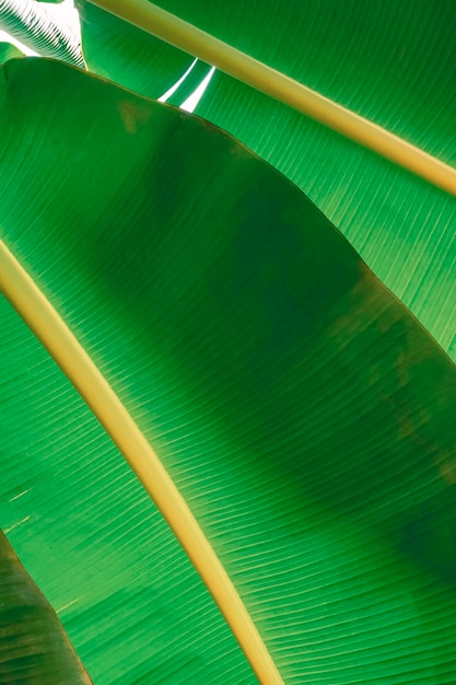 Sunlight and shadow on backside of green banana leaf surface in vertical frame