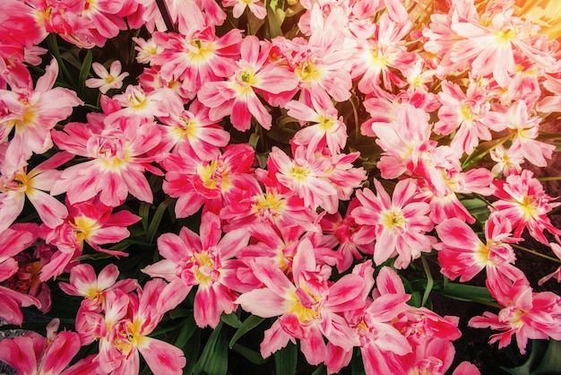 Солнечный свет сияет сквозь красивые весенние тюльпаны