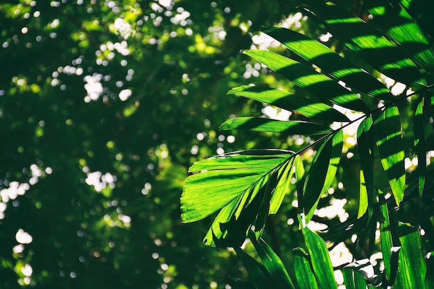 Sunlight shining on green palm leaf in forest