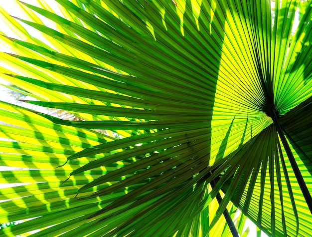 Sunlight shining through large green palm leaf