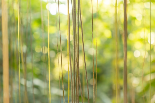 木の葉、自然な背景をぼかした写真を通して輝く日光