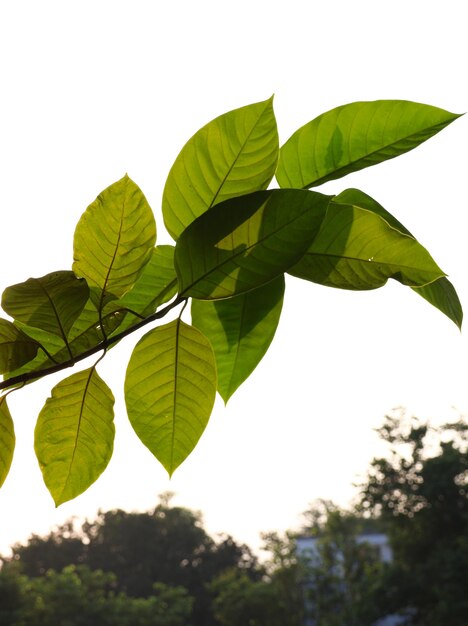 Photo sunlight shining through the leaves