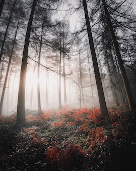 La luce del sole splende attraverso i boschi nebbiosi