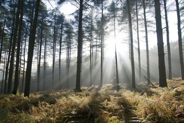 Sunlight shining through the trees in a forest with ferns