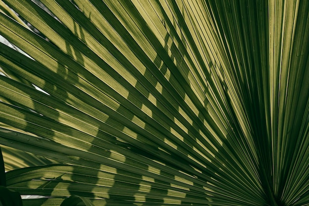 照片通过热带棕榈叶阳光灿烂