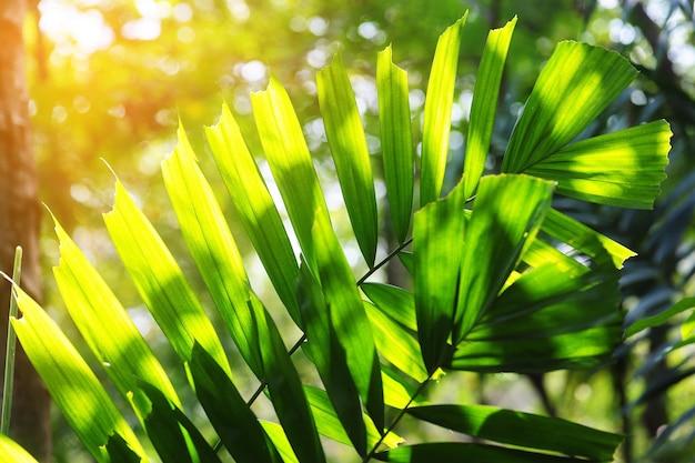 Sunlight shining on tropical palm leaf