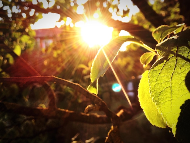 Sunlight streaming through branches