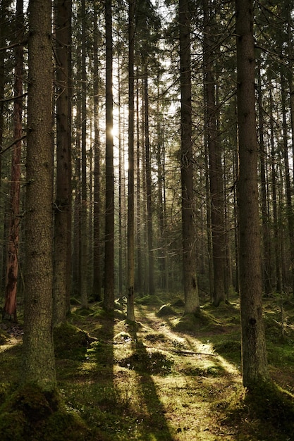 Sunlight streaming through a pine forest