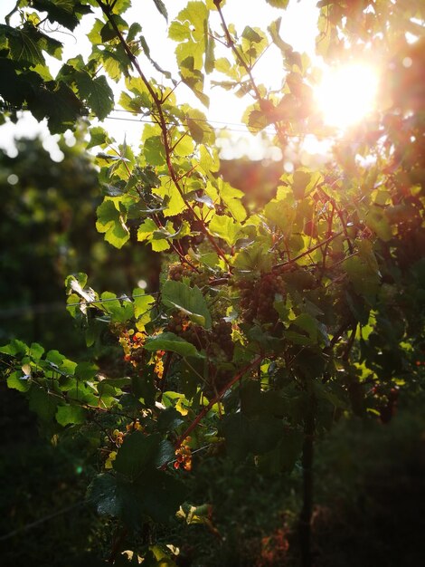 Photo sunlight streaming through tree