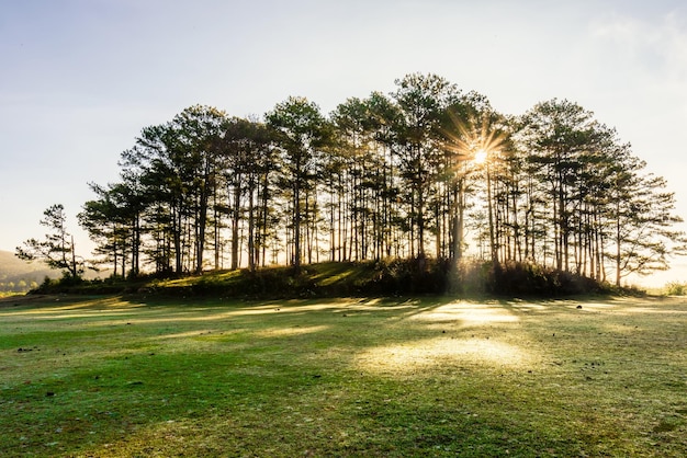 sunlight streaming through trees against sky in forest