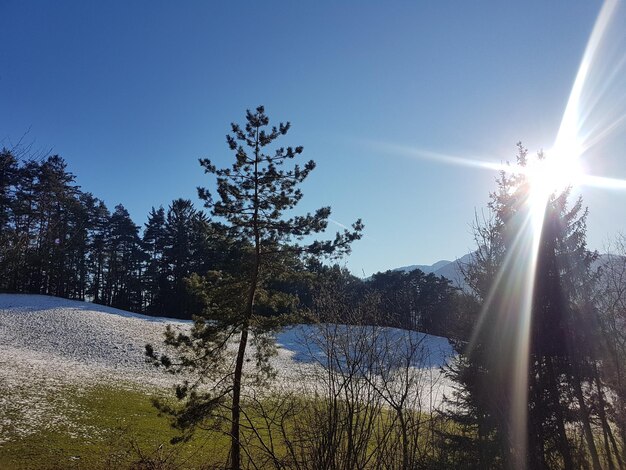 Sunlight streaming through trees against sky on sunny day