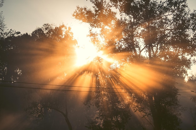 写真 夕暮れの木の中を照らす太陽の光