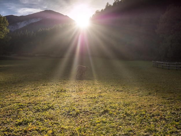 Foto la luce del sole che scorre attraverso gli alberi sul campo contro il sole brillante